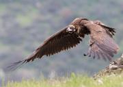 Moenchsgeier - Cinereous Vulture  (Aegypius monachus)